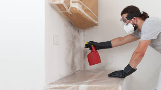Professional Attic Mold Remediation technician working in Mantoloking, NJ