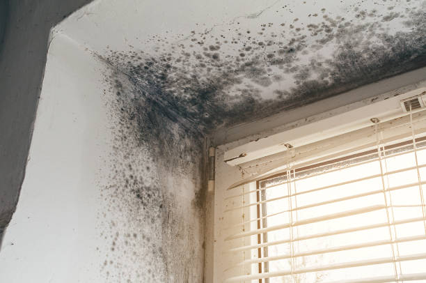 Affordable Attic Mold Remediation solutions in Mantoloking, NJ