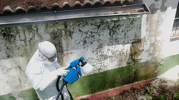 Top rated local Attic Mold Remediation specialists in Mantoloking, NJ